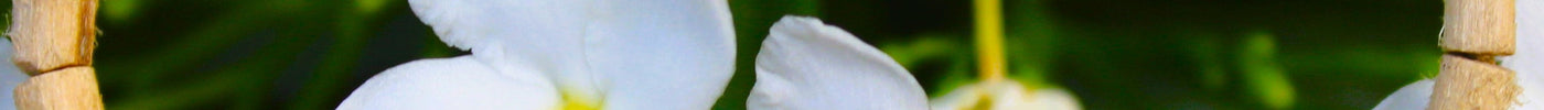 Tulsi Bracelet