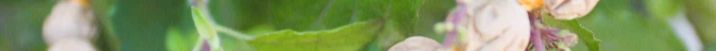 Can Women Wear Tulsi Mala During Menstruation Periods