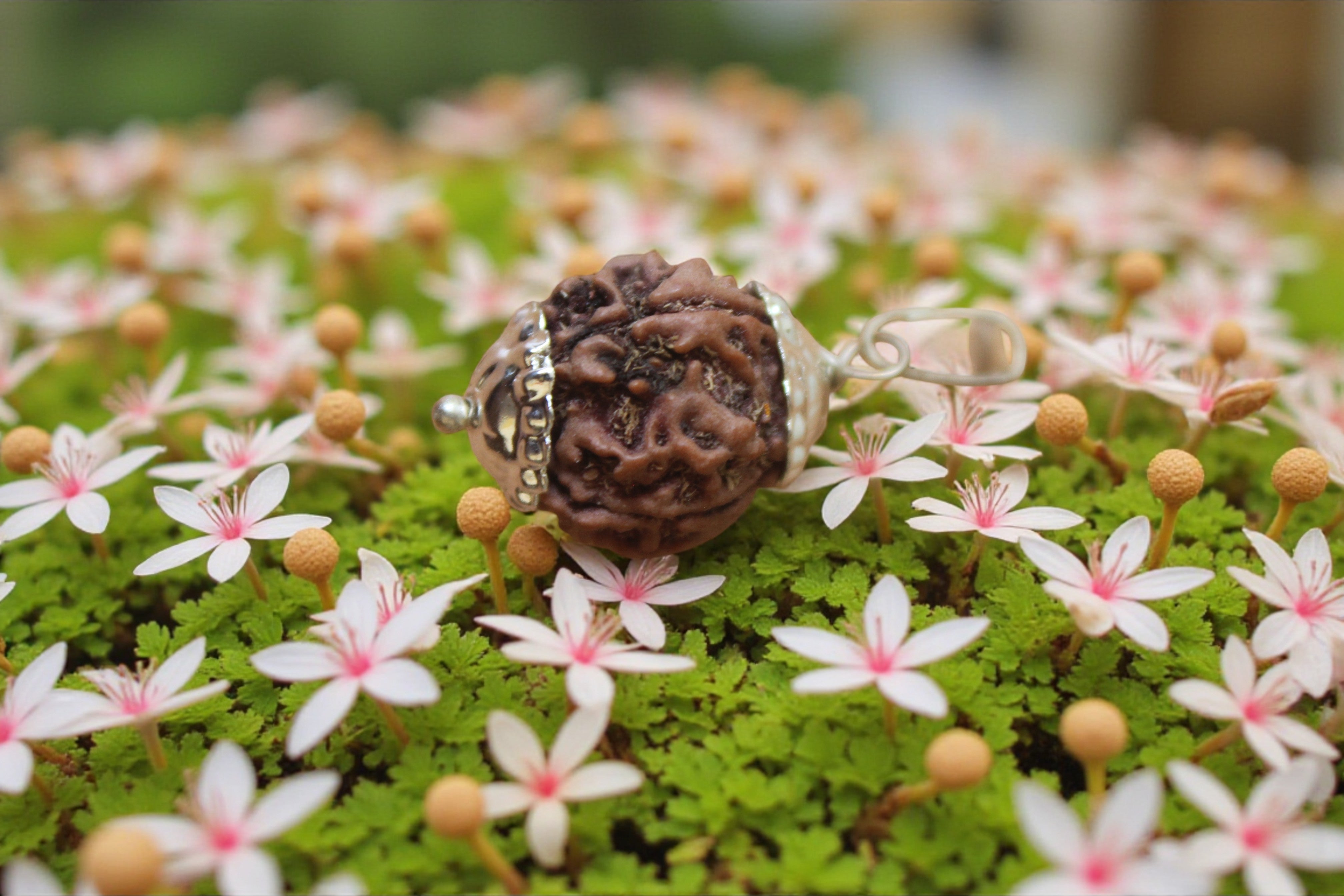 How to Identify Real vs Fake Rudraksha | Easy Tests You Can Do at Home